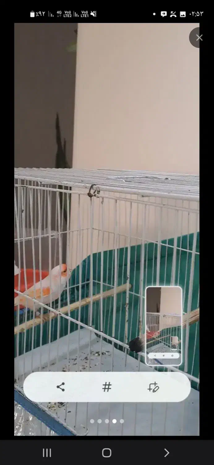 قناری نر مست شلاقی عروسک|پرنده|کرمان, |دیوار