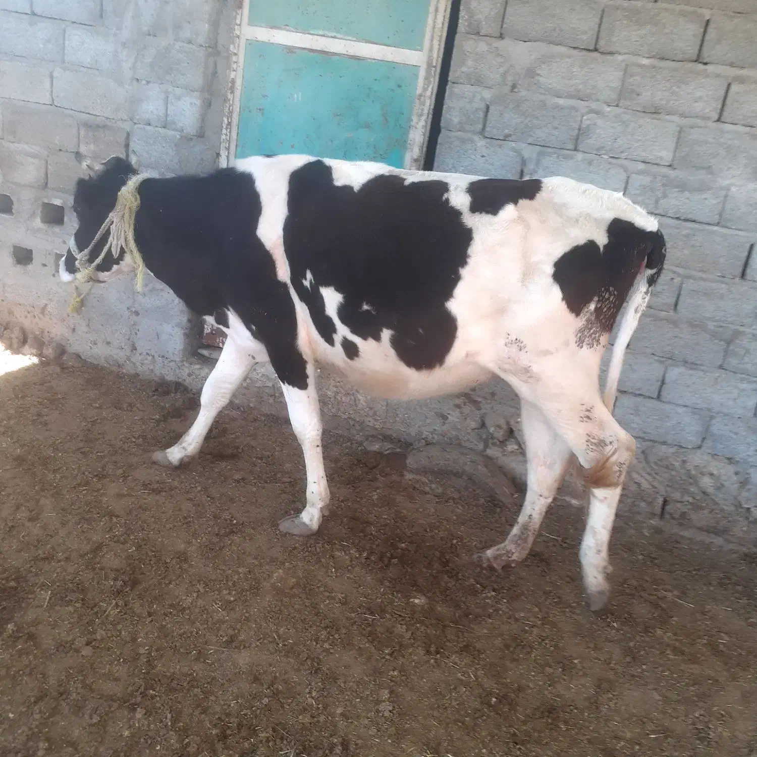 گاوماده|حیوانات مزرعه|بندرعباس, |دیوار