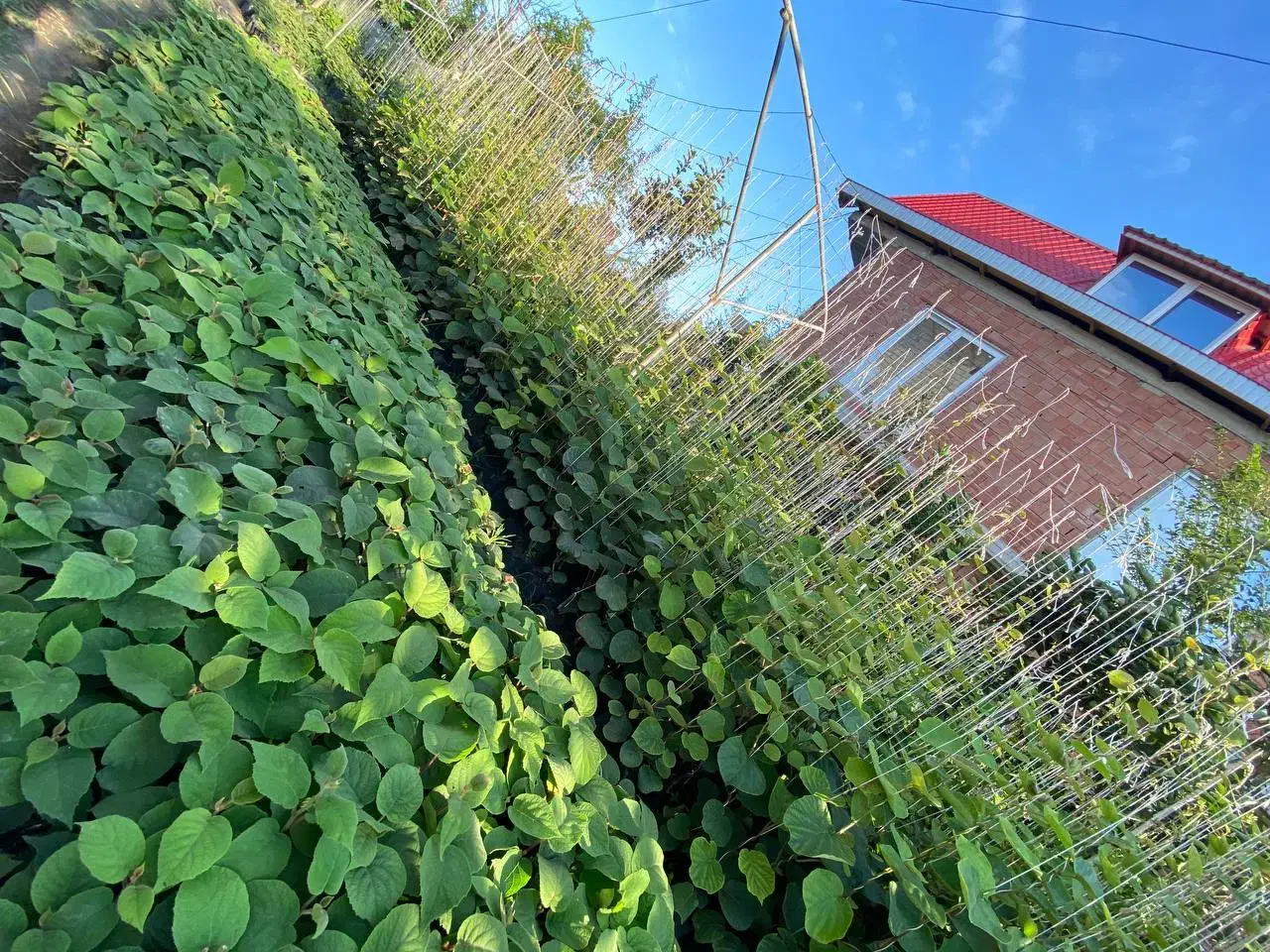 نهال کیوی پایه قوی اصلاح شده خونی سبز طلایی|خدمات باغبانی و درختکاری|آستارا, |دیوار