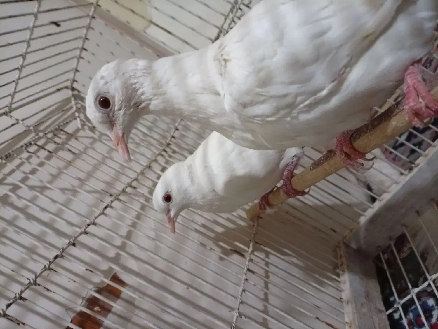 پرنده زینتی|پرنده|شیراز, تندگویان|دیوار