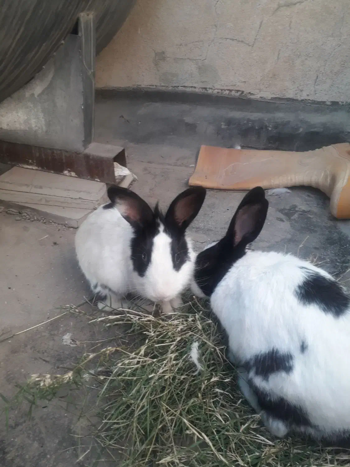 خرگوش زیبا ۲ عدد|موش و خرگوش|دزفول, |دیوار