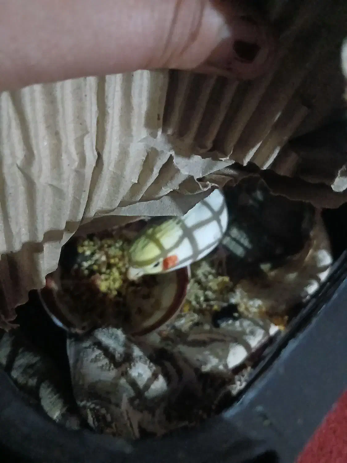 عروس هلندی|پرنده|یاسوج, |دیوار