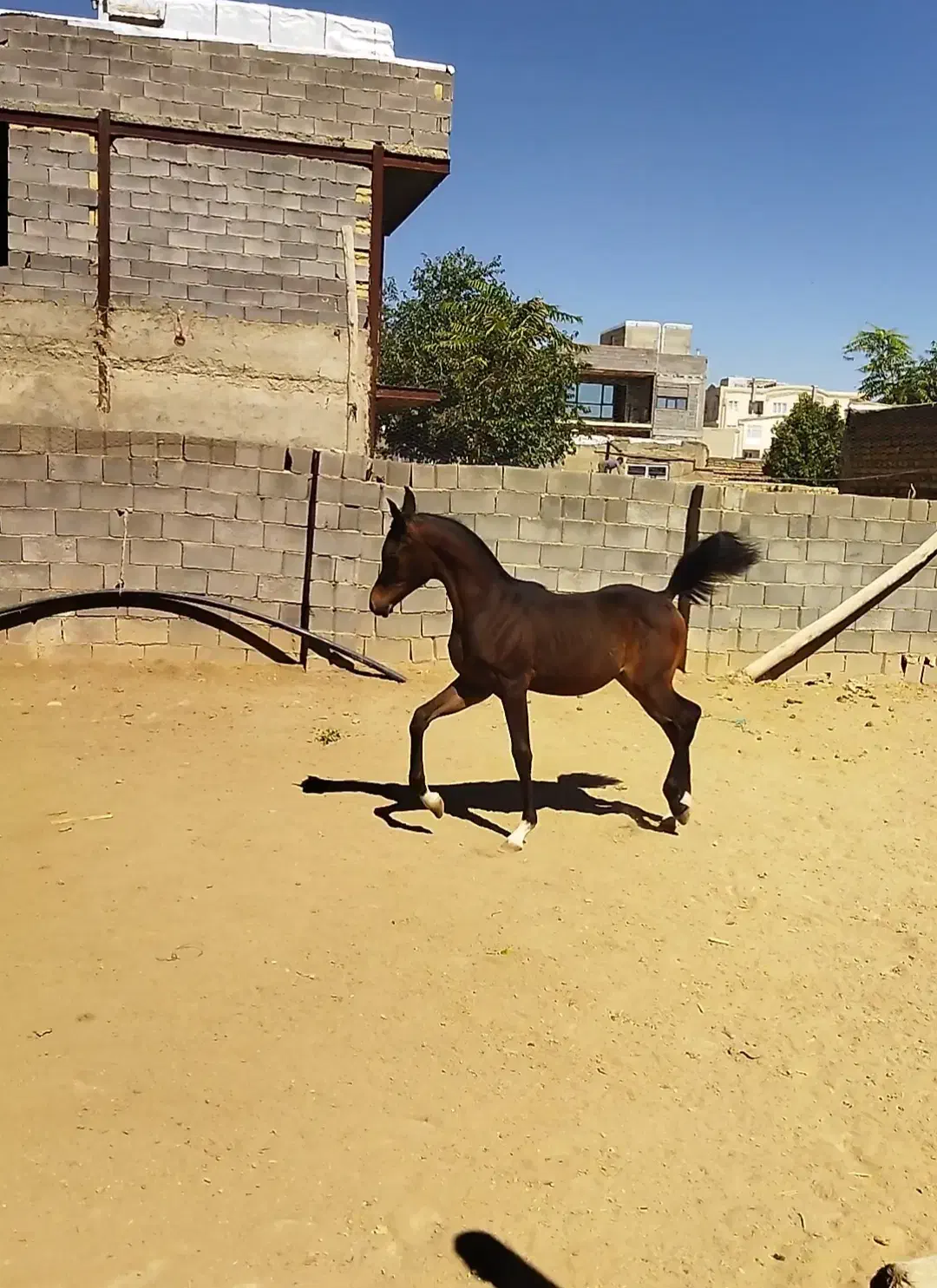 اسب دوسر عرب|اسب و تجهیزات اسبسواری|همدان, |دیوار