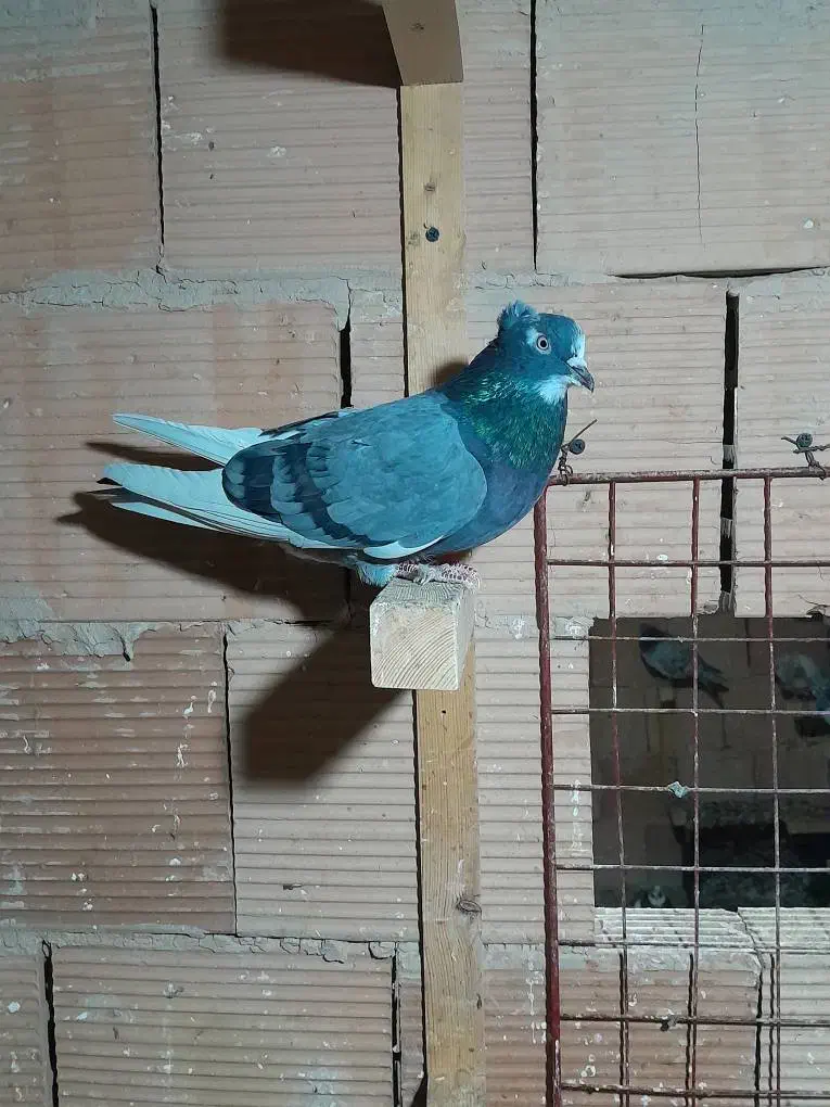 کبوتر پرشی|پرنده|اسلامشهر, شهرک امام حسین (میان آباد)|دیوار