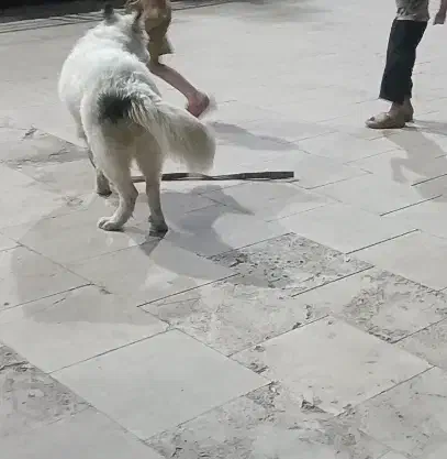 سگ هاسکی گمشده|سگ|یزد, |دیوار