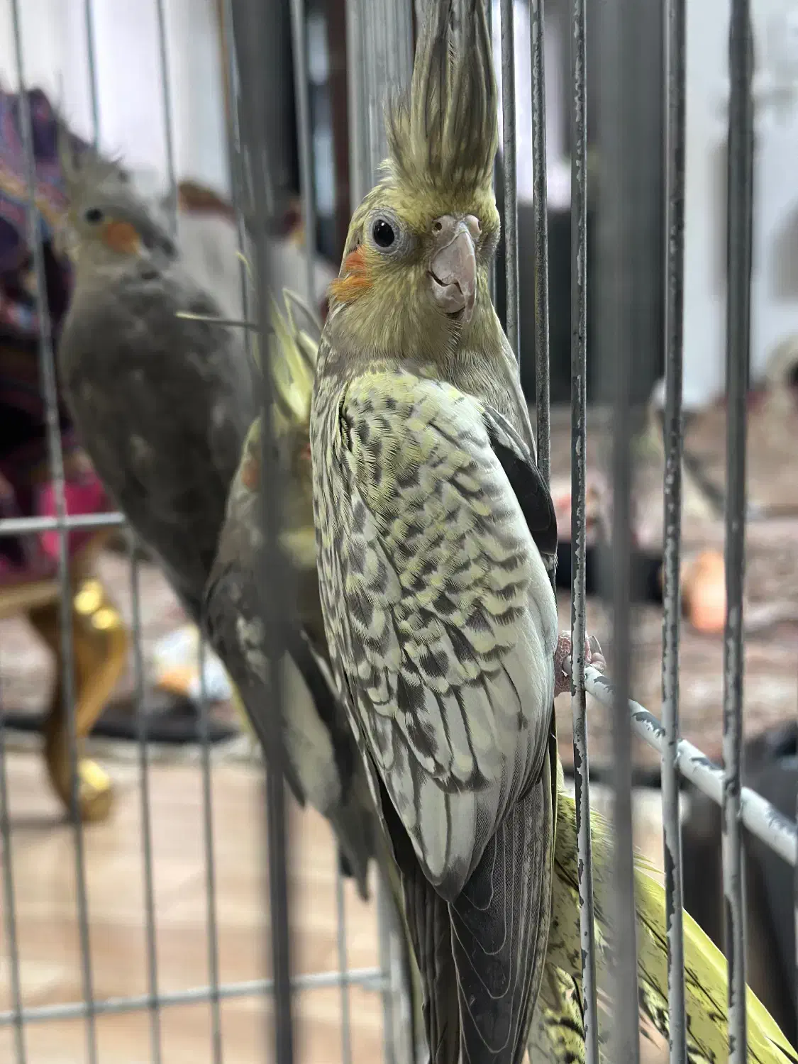 طوطی عروس /هلندی / سرلاک|پرنده|آمل, |دیوار