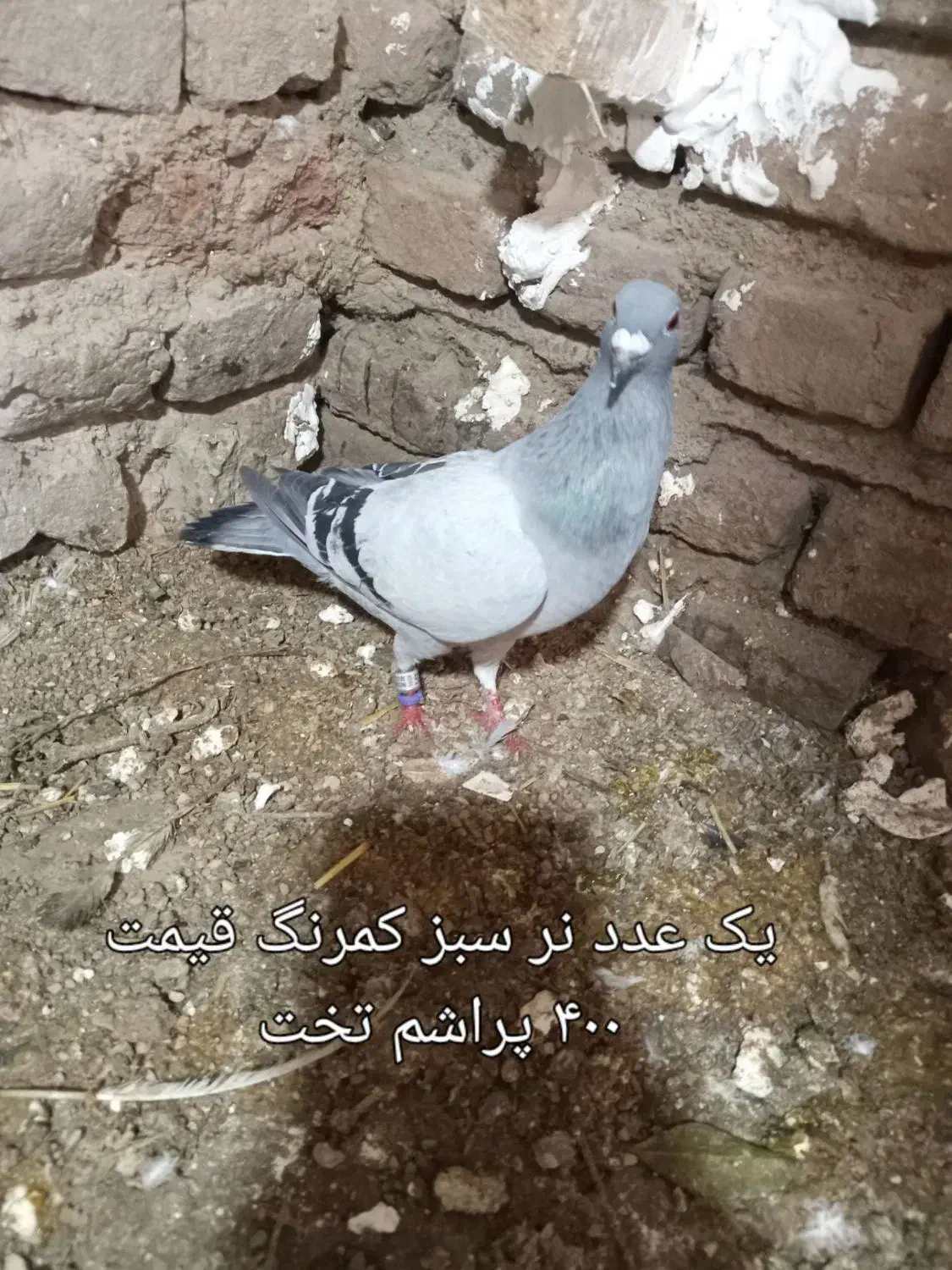 کفتر پلاکی|پرنده|علی‌آباد کتول, |دیوار