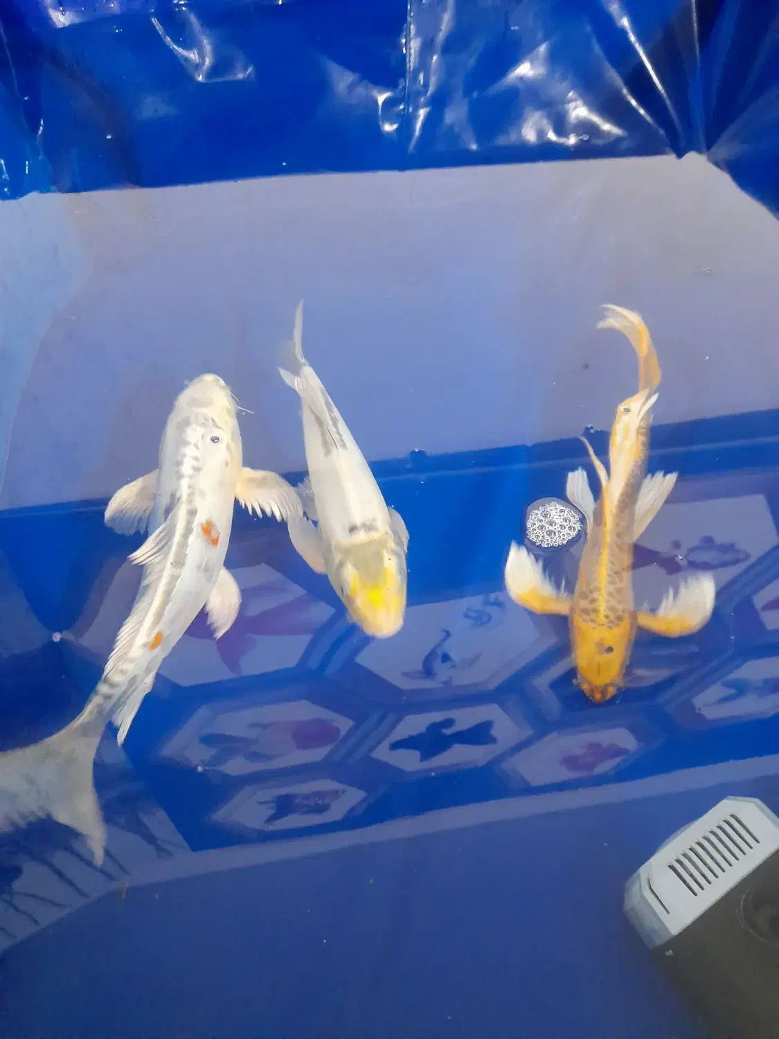 ماهی کوی کپور امور قرمز بیکهد...|ماهی|تهران, الهیه|دیوار