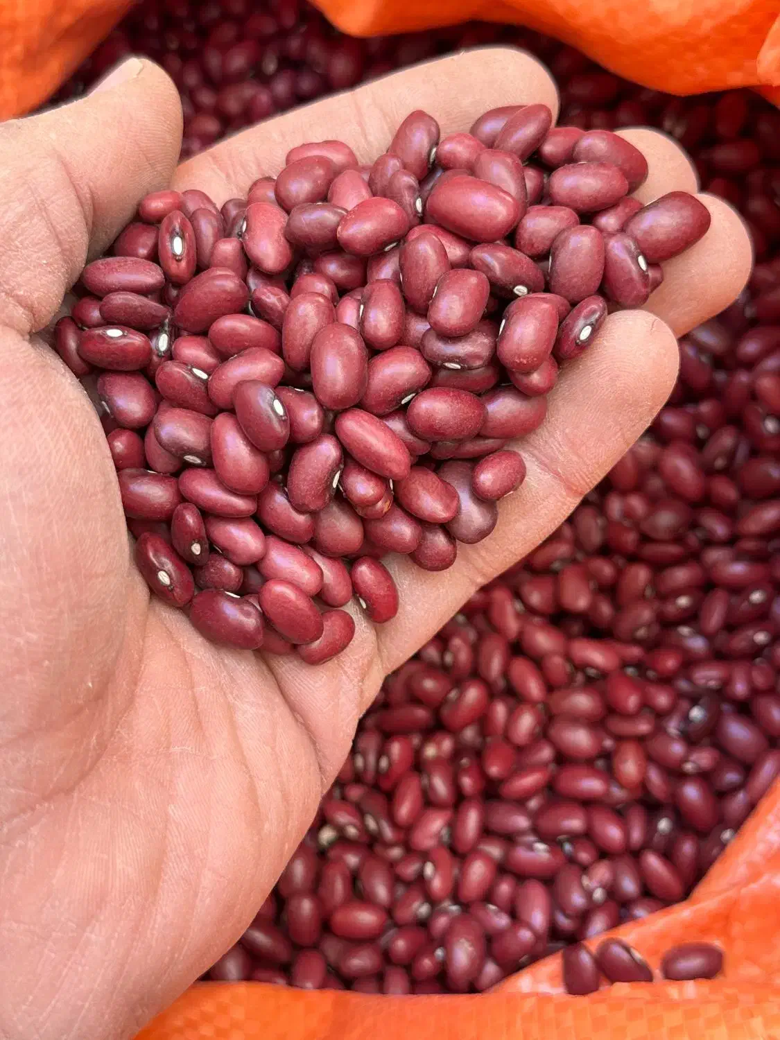 حبوبات عمده|خوردنی و آشامیدنی|تهران, بهمن یار|دیوار