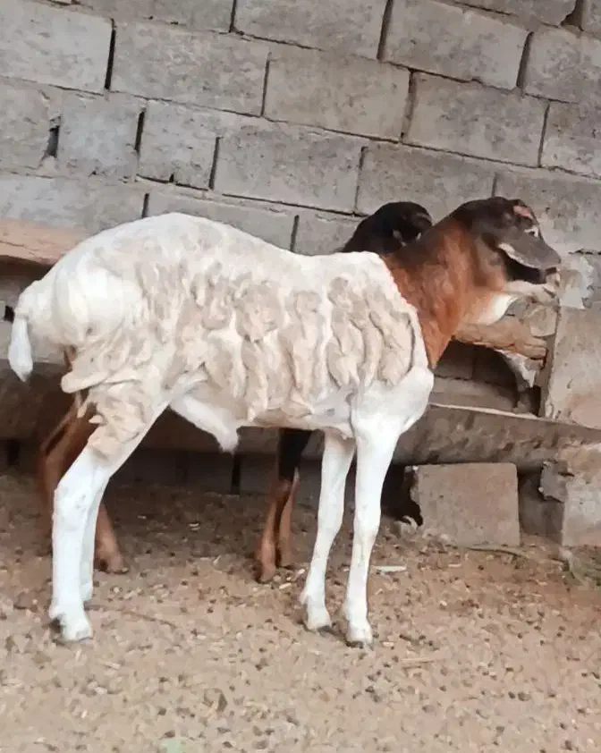 بره نروماده دوقلو|حیوانات مزرعه|بندرعباس, |دیوار