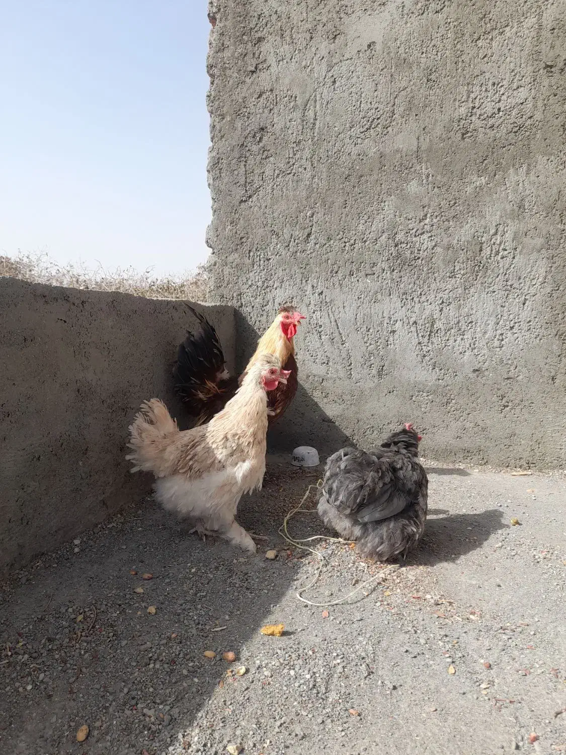 مرغ وخروس گلین لری|حیوانات مزرعه|شادمهر, |دیوار