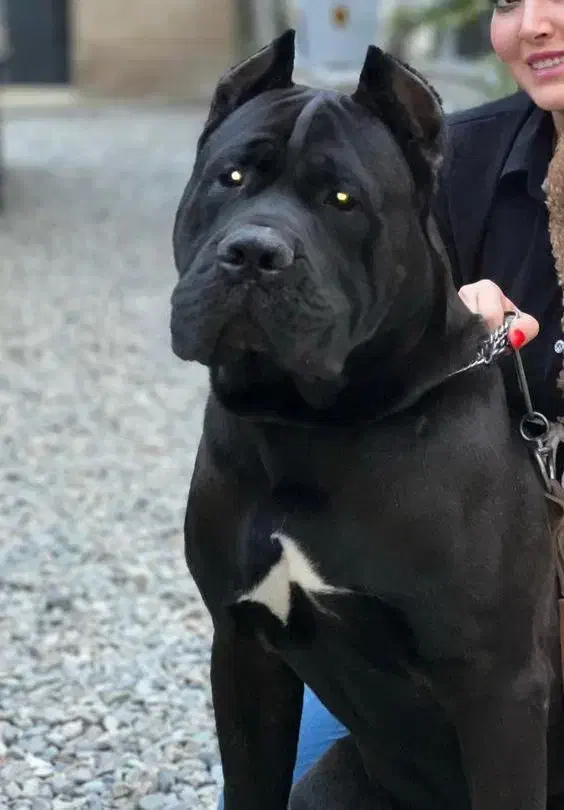 کنکورسو نر|سگ|ماهدشت, |دیوار