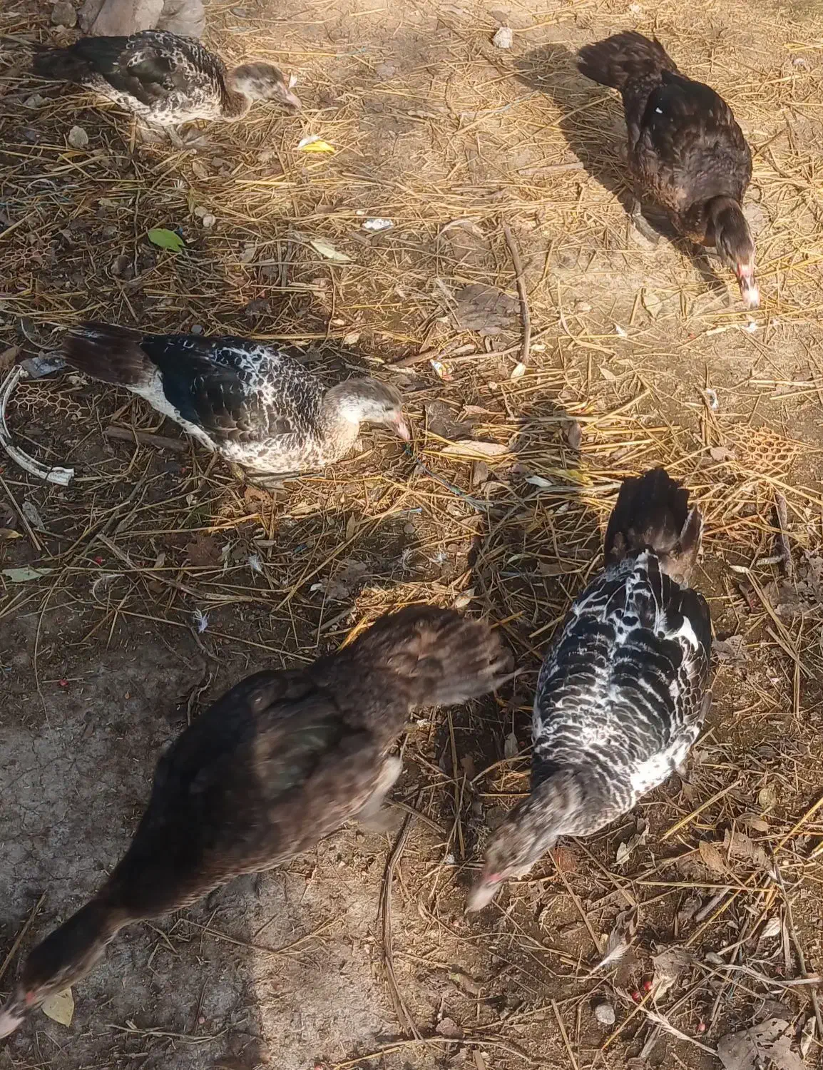 فروشی|حیوانات مزرعه|رودبنه, |دیوار