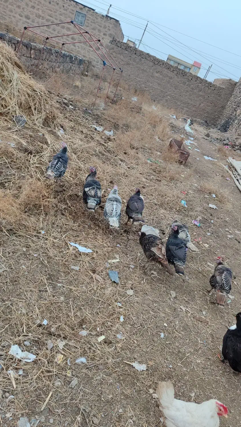 ب فروش می‌رسد دونه ای ۱میلون|حیوانات مزرعه|پلدشت, |دیوار