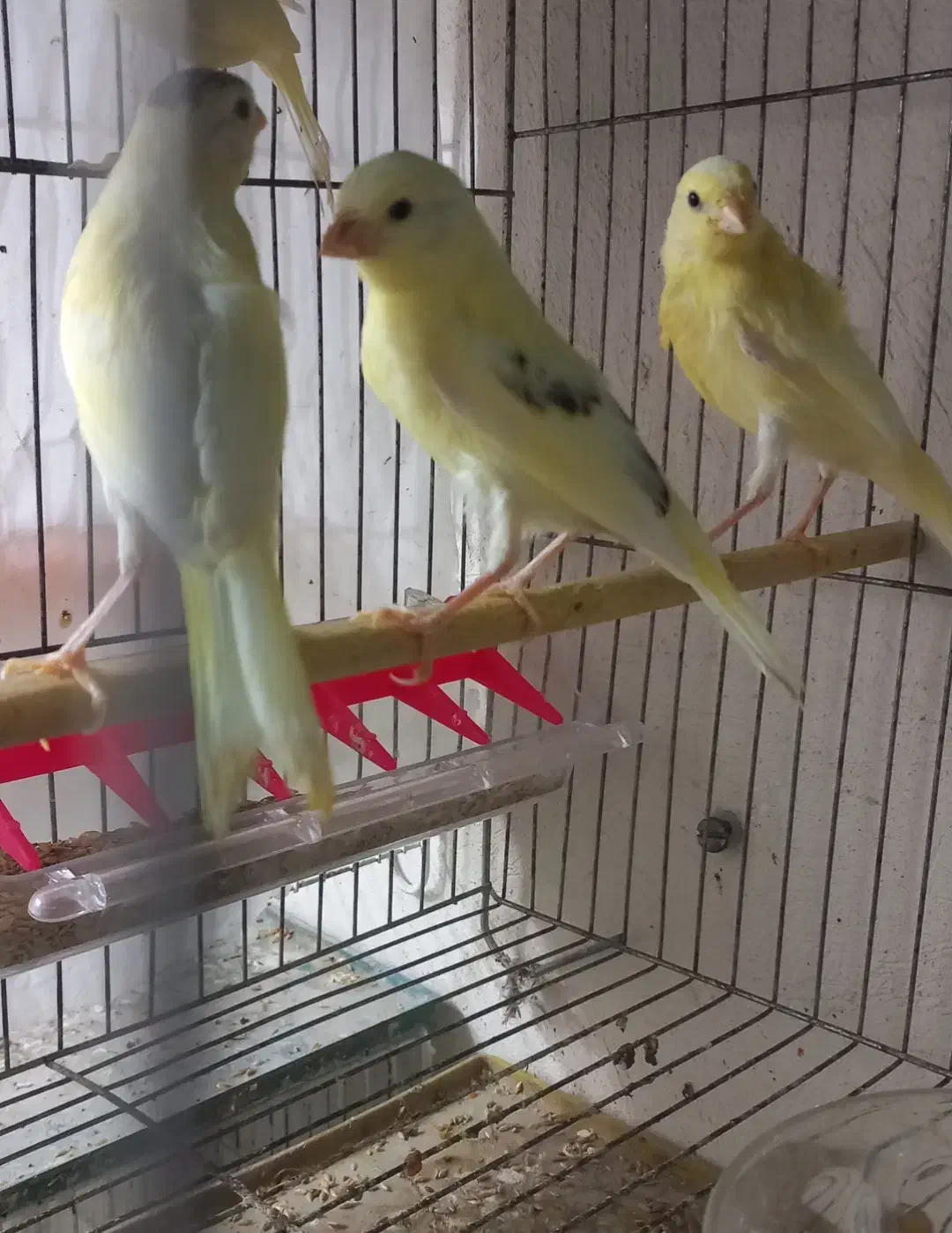 ۳۰ عدد جوجه قناری|پرنده|تهران, ترمینال غرب|دیوار