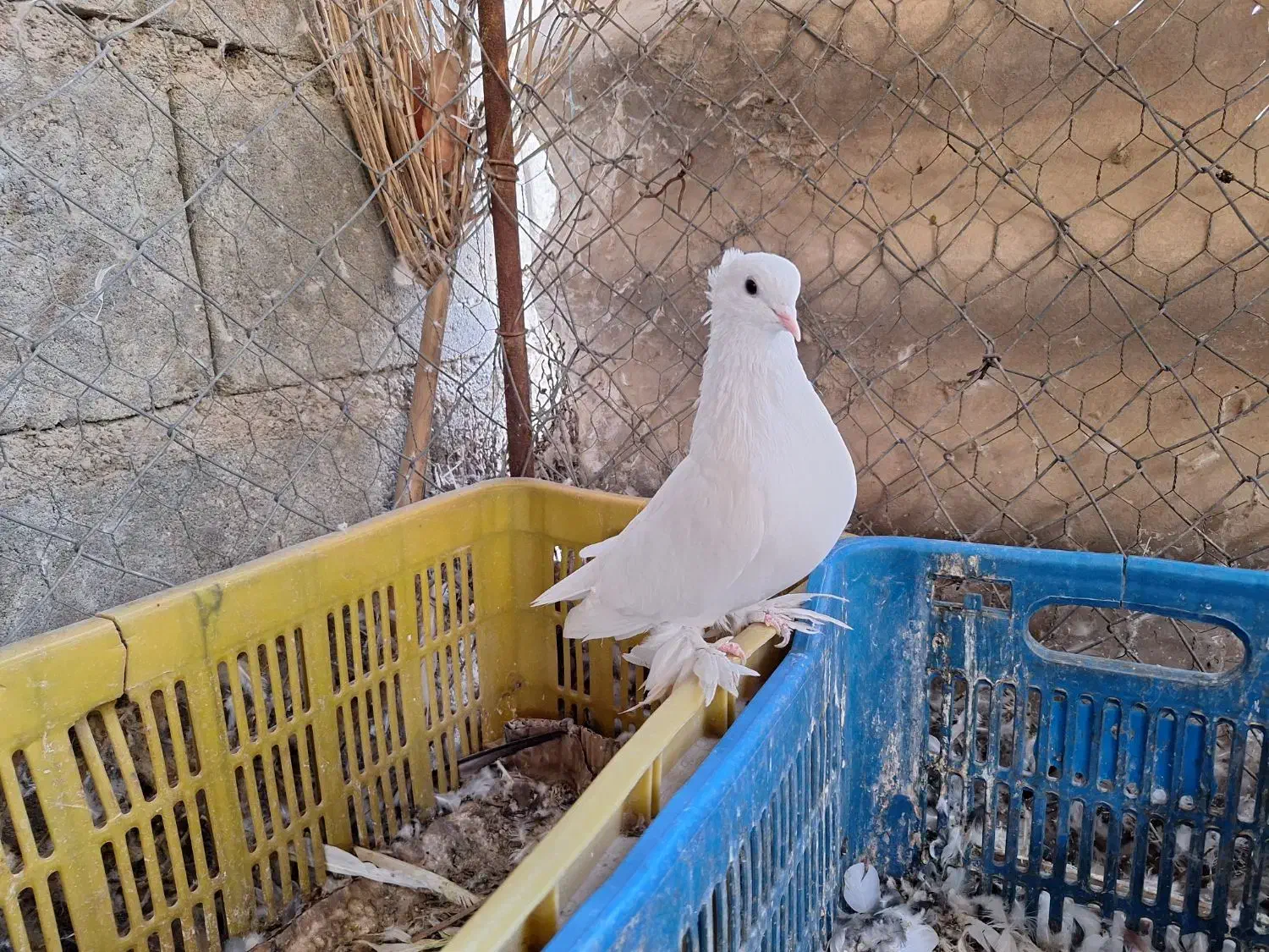 کبوتر|پرنده|رودان, |دیوار