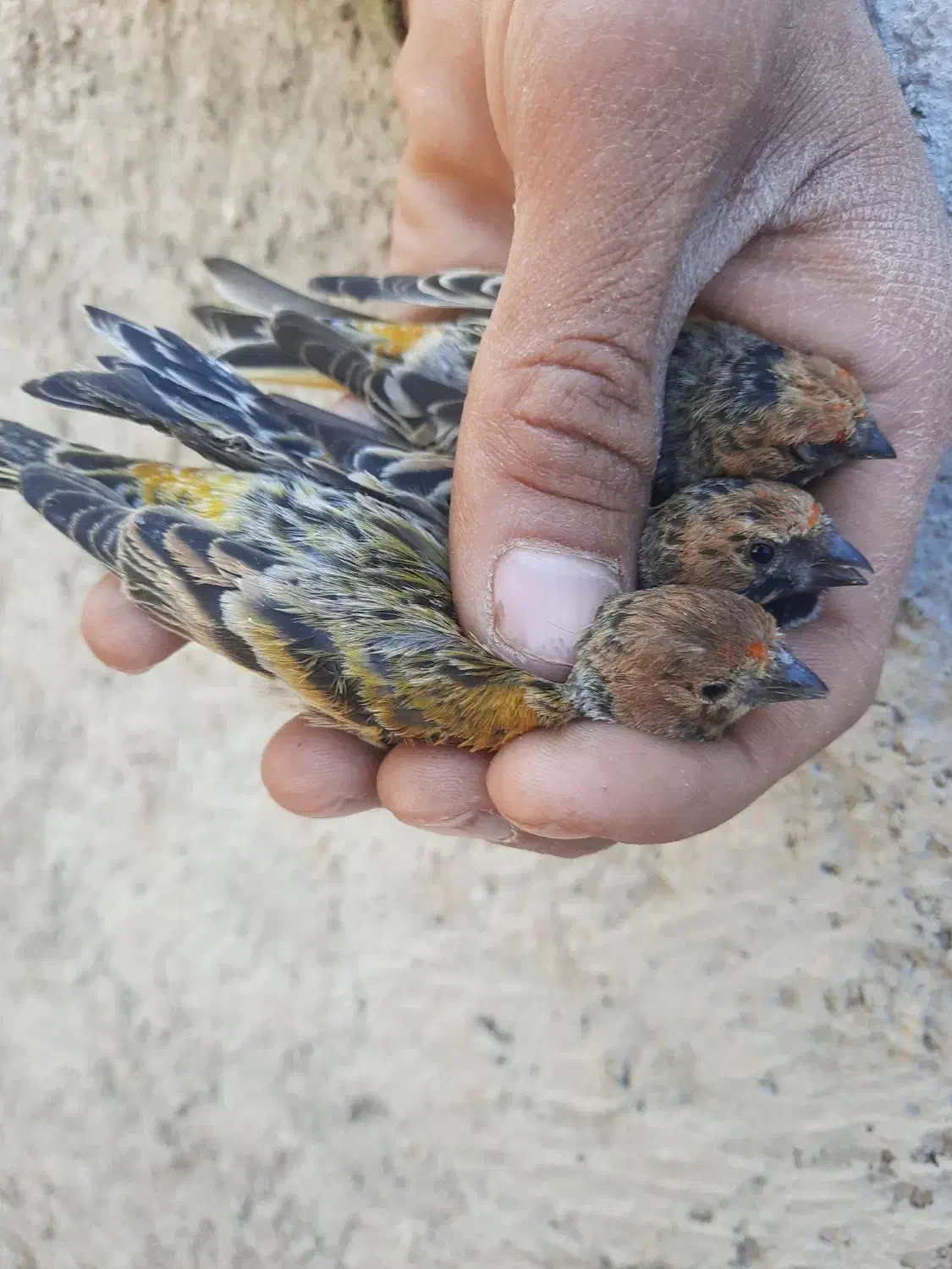 سهره گلبسر|پرنده|شیراز, مسلم|دیوار