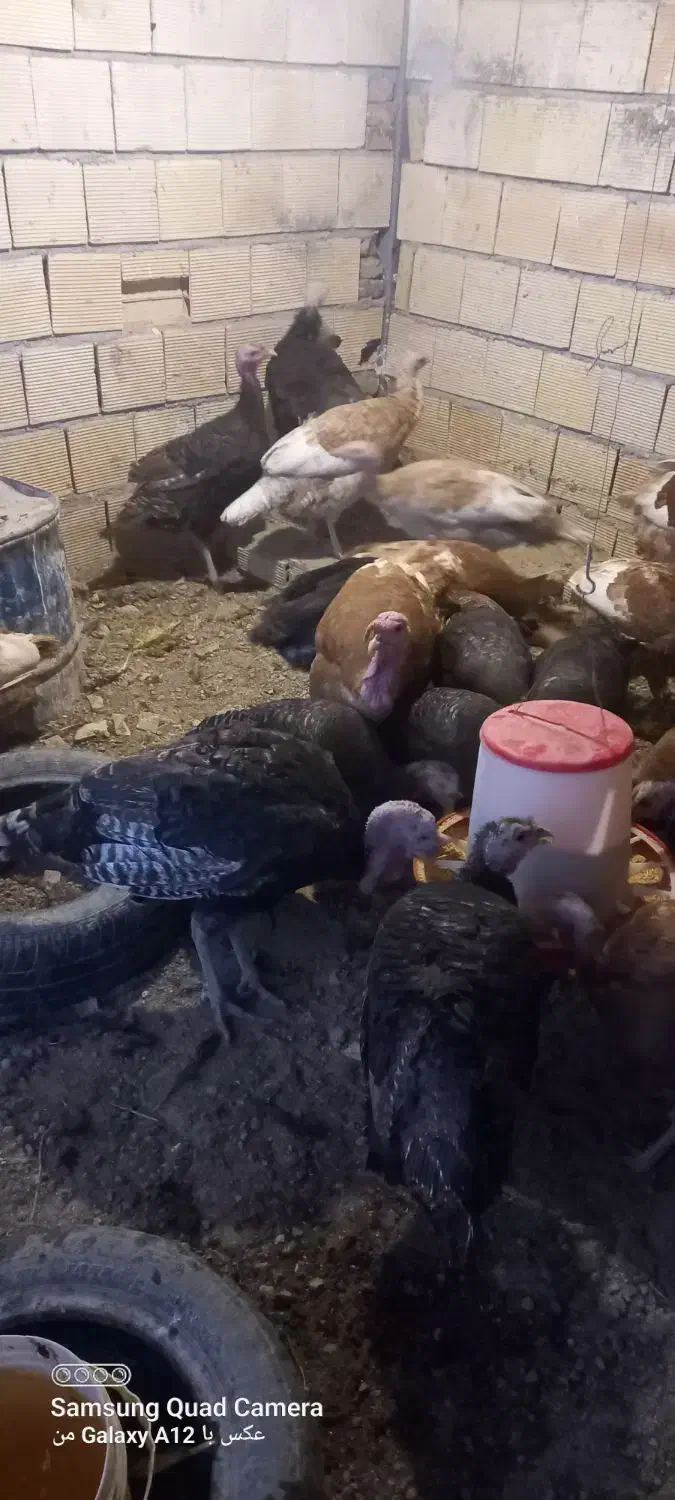 بوقلمون|حیوانات مزرعه|باسمنج, |دیوار