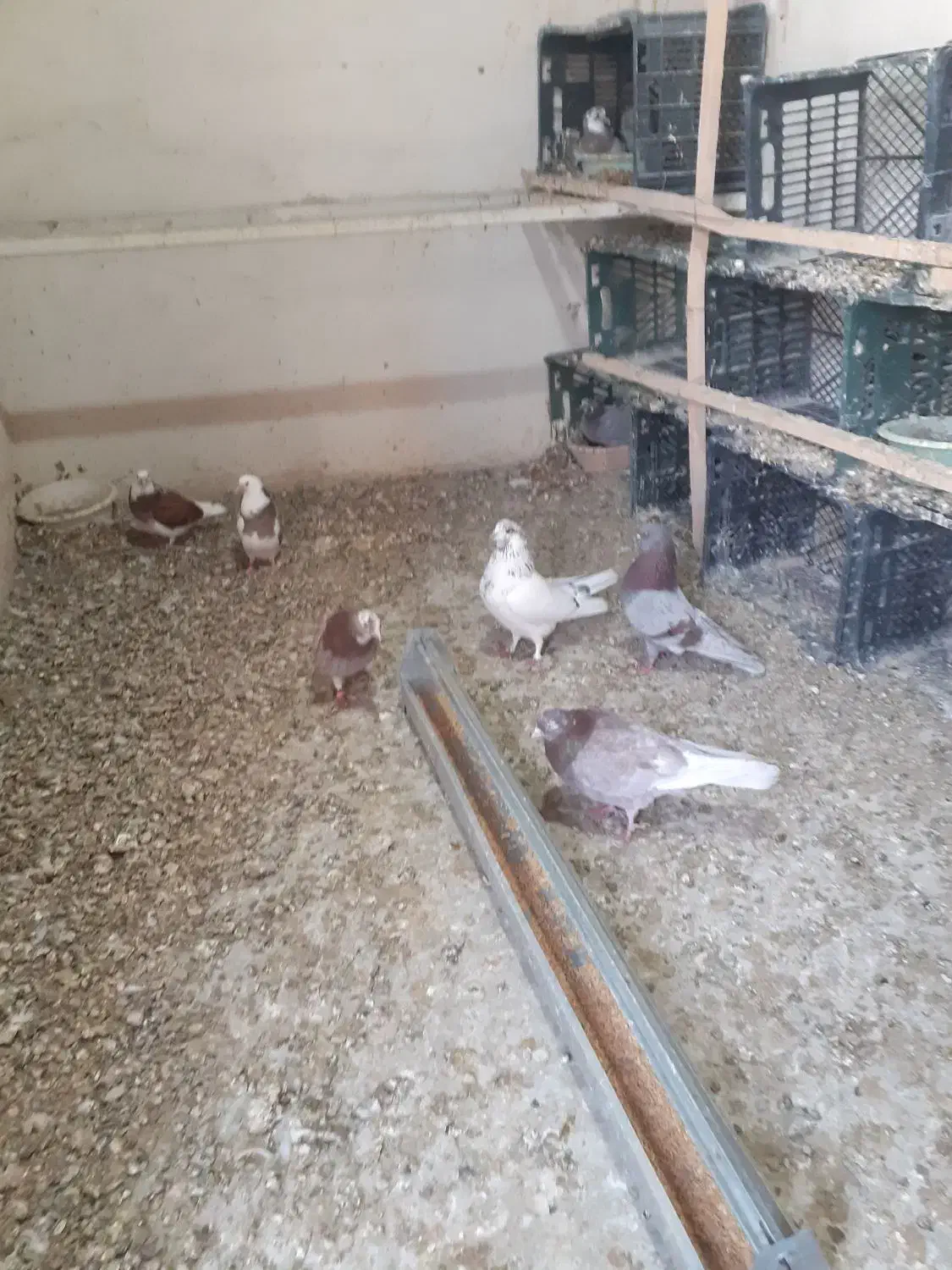 کفتر ۴۰ عدد|پرنده|تهران, میدان میوه و ترهبار مرکزی|دیوار