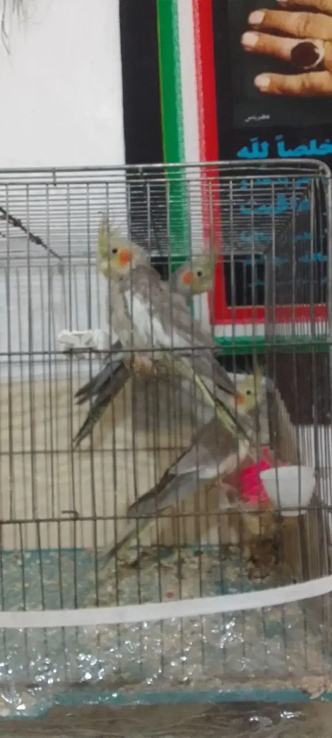 معاوضه عروس هلندی  با قناری|پرنده|ارومیه, |دیوار