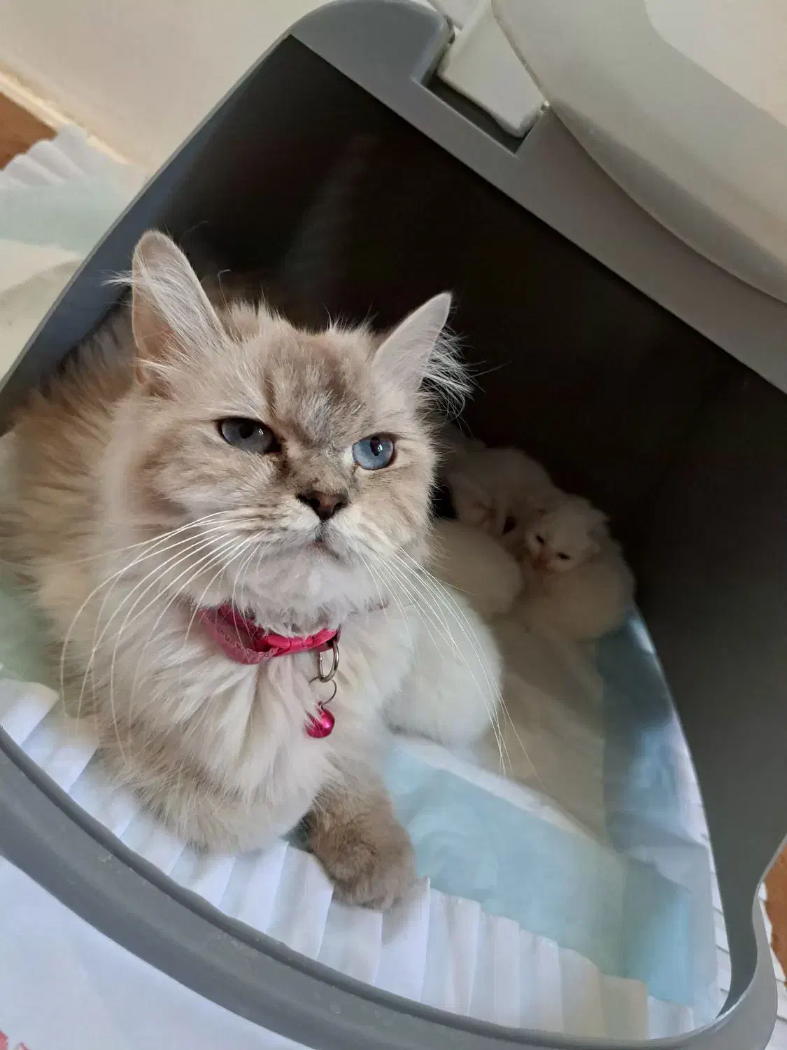 واگذاری گربه ۲ ماهه نژاد بریتیش|گربه|میاندوآب, |دیوار