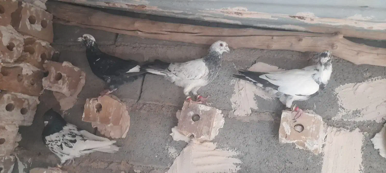 کفتر فروشی|پرنده|تایباد, |دیوار