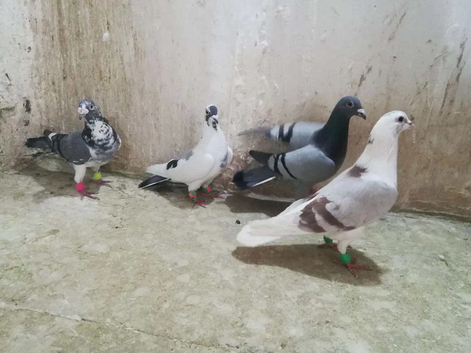 کبوتر پرشی|پرنده|مشهد, کارمندان دوم|دیوار