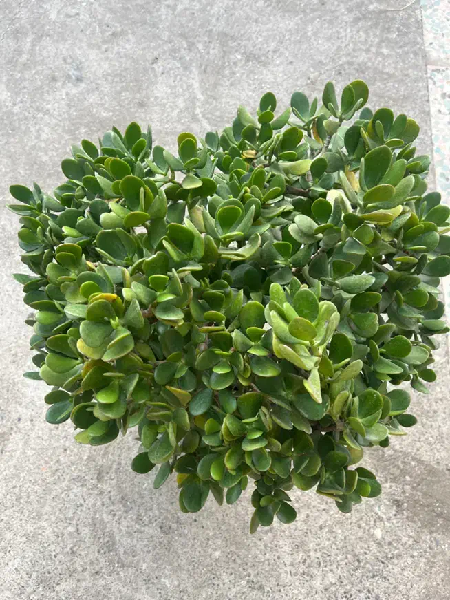 گل یشم|گل و گیاه طبیعی|خمام, |دیوار