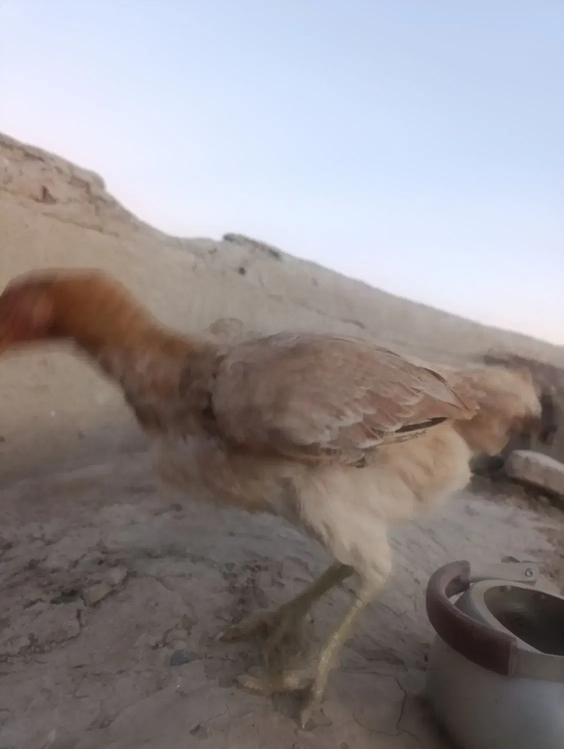 مرغ محلی|حیوانات مزرعه|هامون, |دیوار