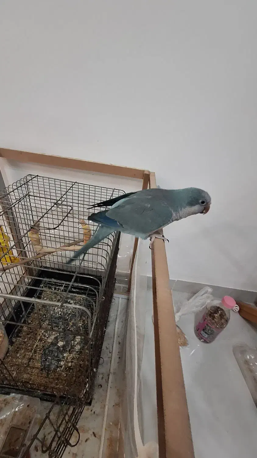 طوطی راهب نر|پرنده|علی‌آباد کتول, |دیوار