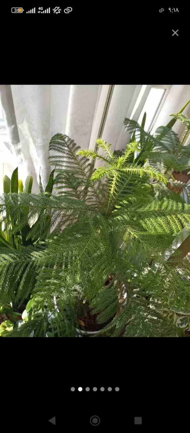 کاج مطبق و شفلرا|گل و گیاه طبیعی|کرمانشاه, |دیوار