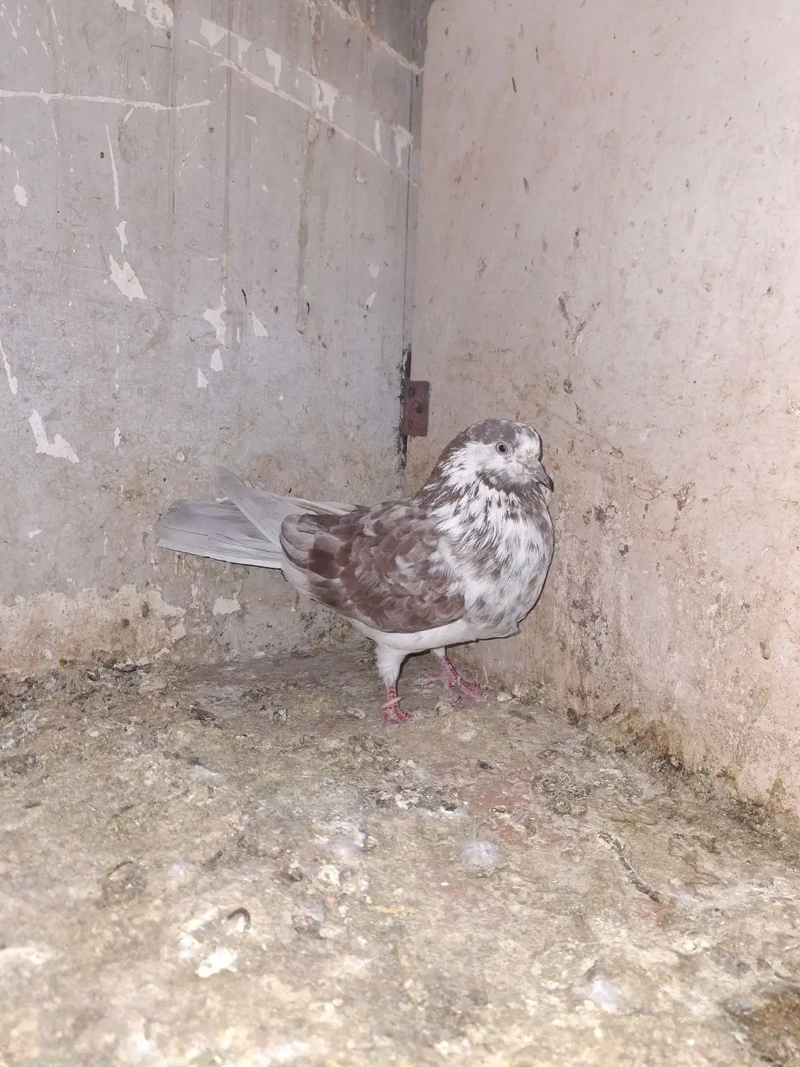 کبوتر|پرنده|محمدشهر, محمدشهر|دیوار