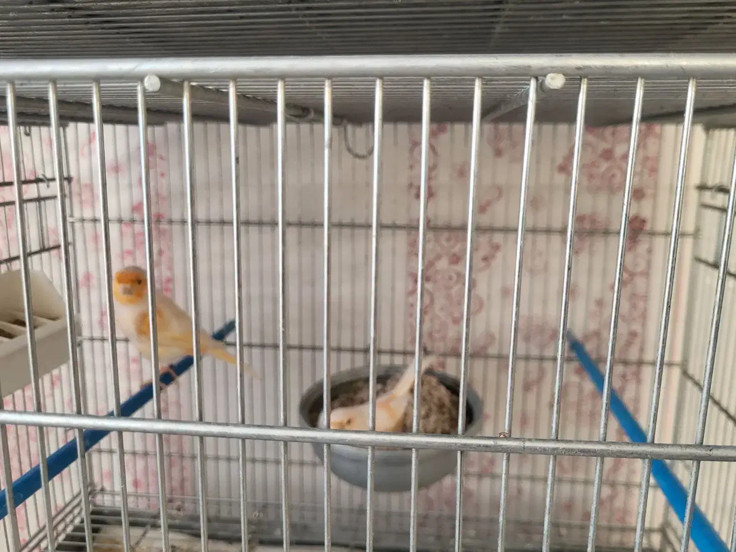 قناری|پرنده|اراک, |دیوار