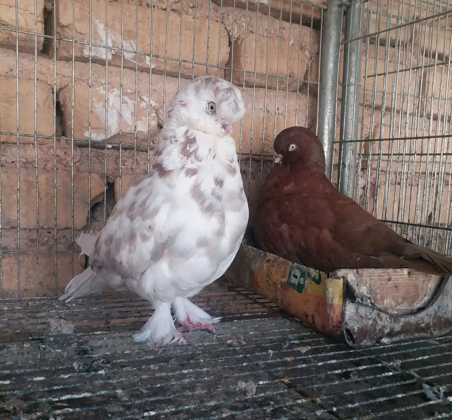 کبوتر زینتی لانگ فیس و تلسکوپی|پرنده|میمند, |دیوار