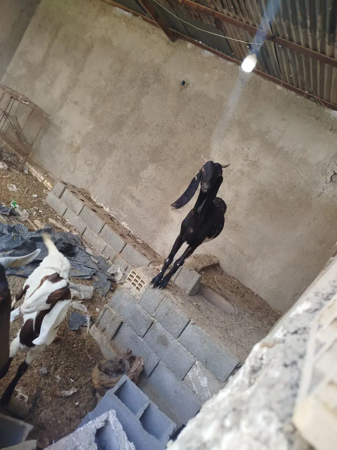 بز ماده|حیوانات مزرعه|بندر ماهشهر, |دیوار