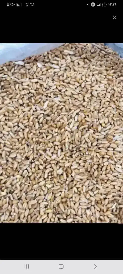 گندم|خوردنی و آشامیدنی|حمیدیه, |دیوار