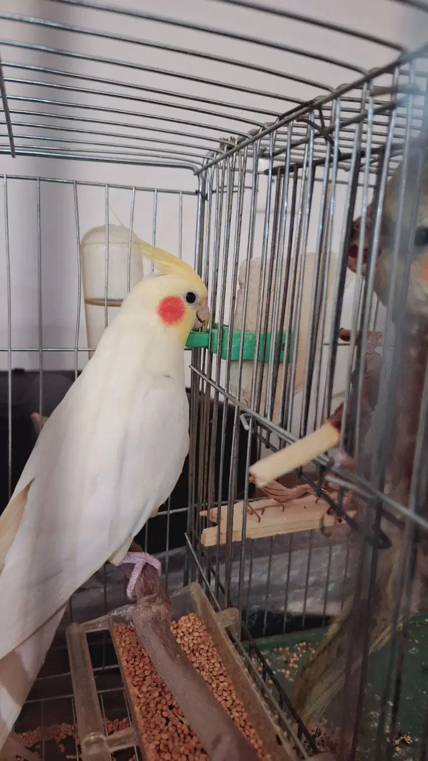 یک جفت عروس هلندی لوتینو|پرنده|کرمان, |دیوار