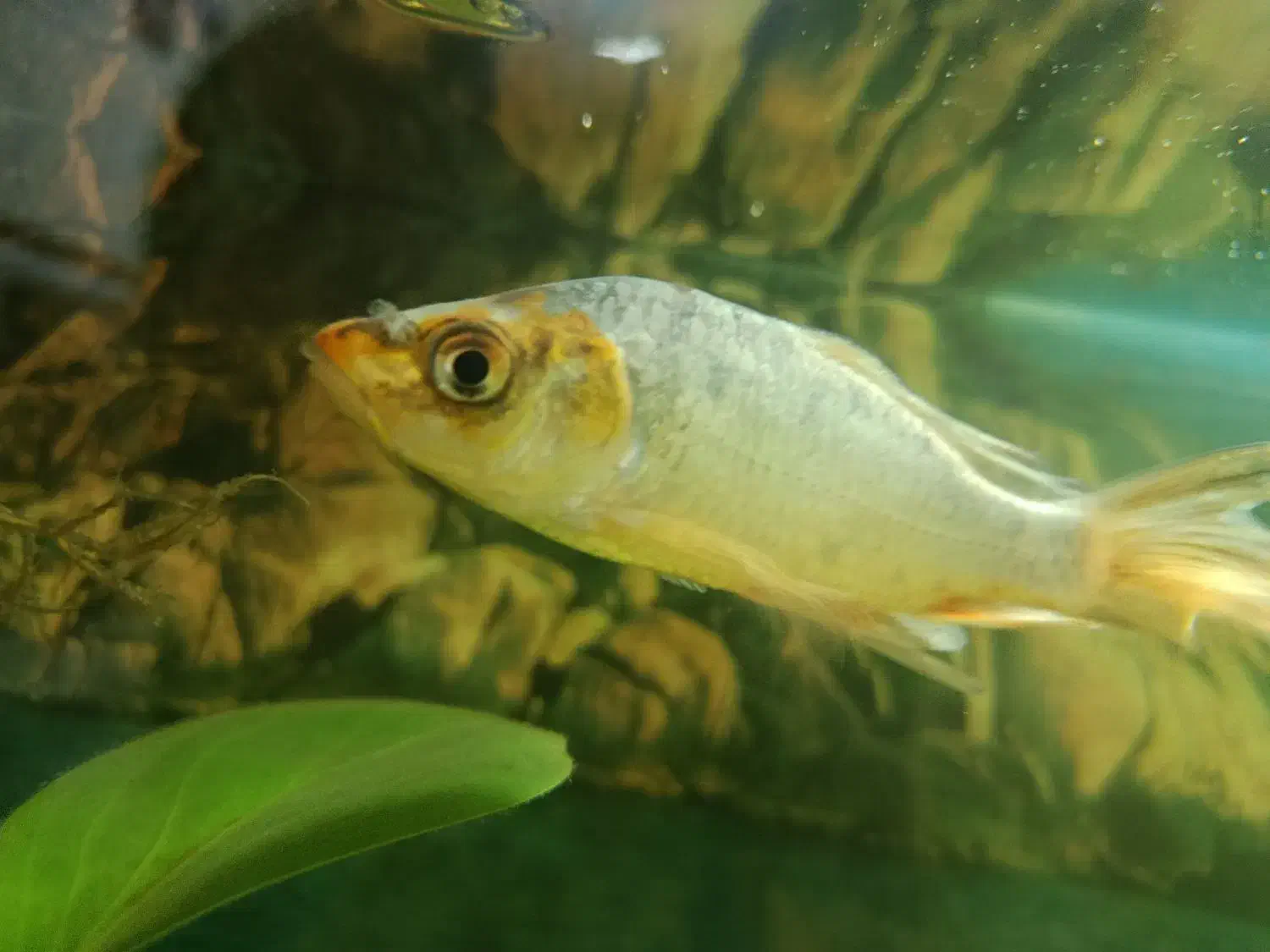 سه عدد ماهی کوی (گلی)|ماهی|مرودشت, فرهنگ|دیوار