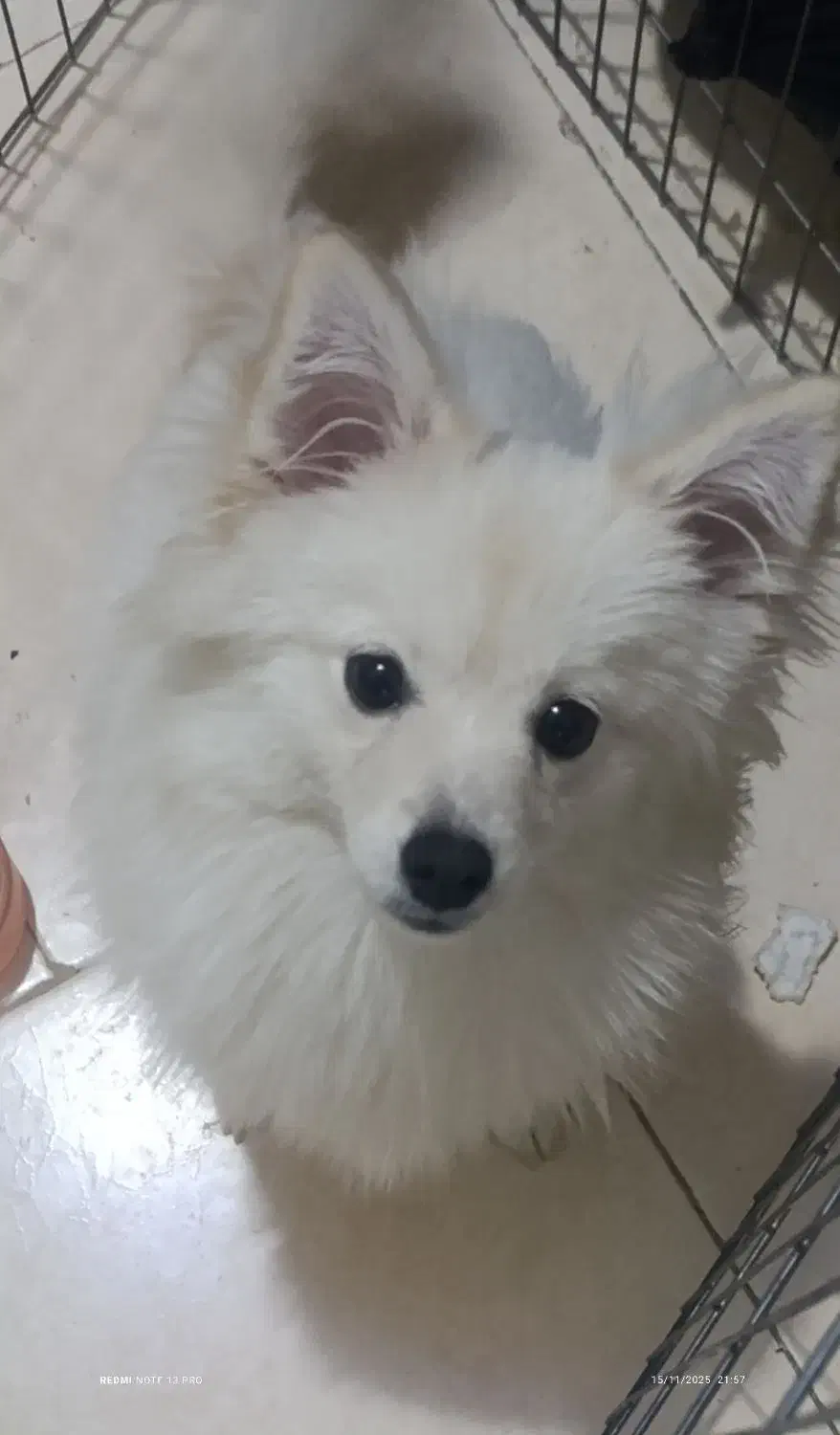 سگ پامر ماده ۷ماهه|سگ|شهریار, شهرک وائین|دیوار