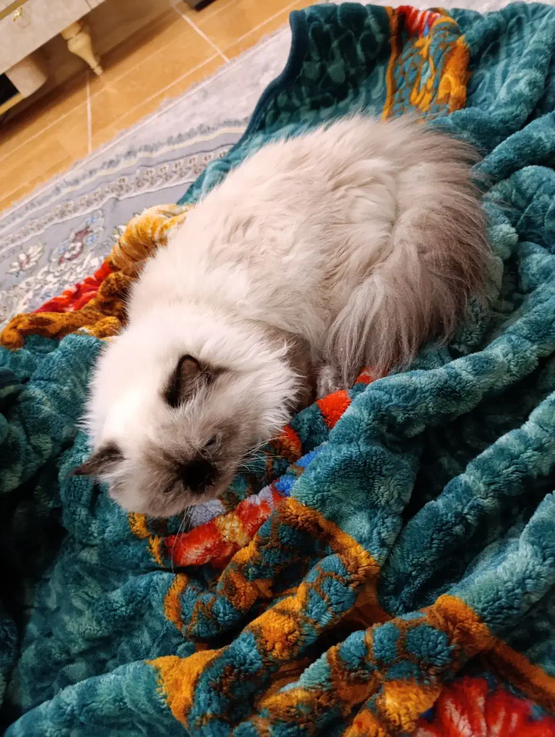 گربه هیمالین|گربه|سراوان, |دیوار