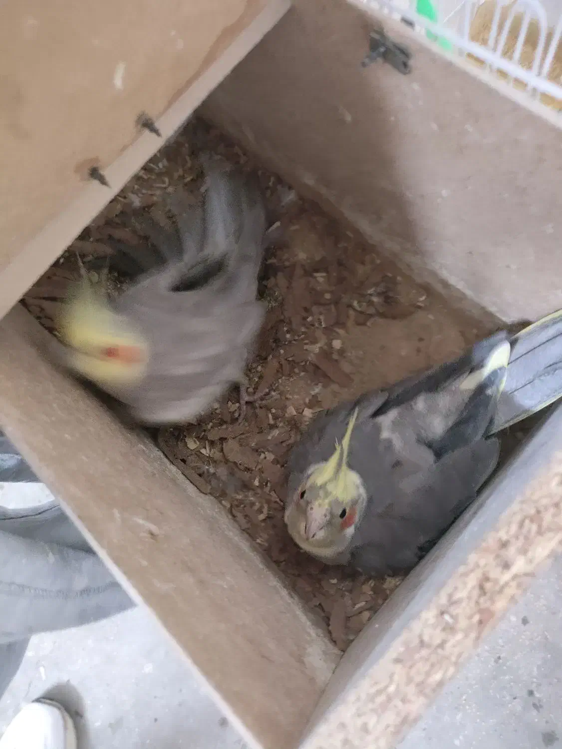 یک جفت عروس هلندی مولد خوشگل|پرنده|مشهد, هفده شهریور|دیوار