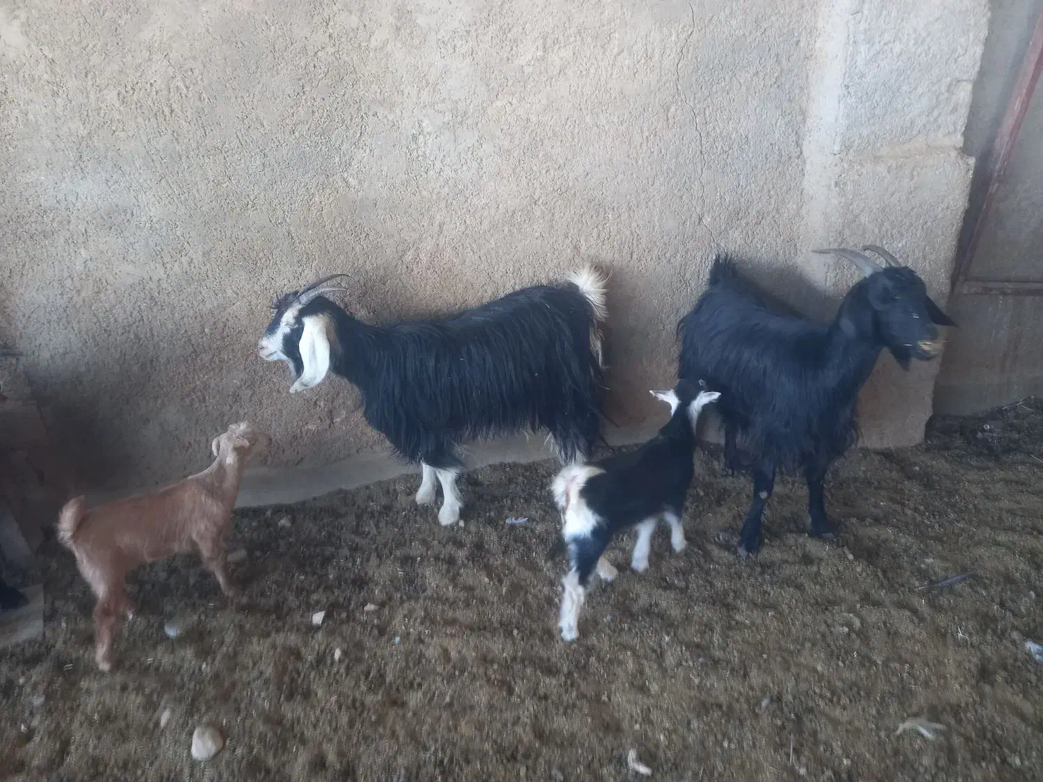 123456789|حیوانات مزرعه|شیراز, داریون|دیوار