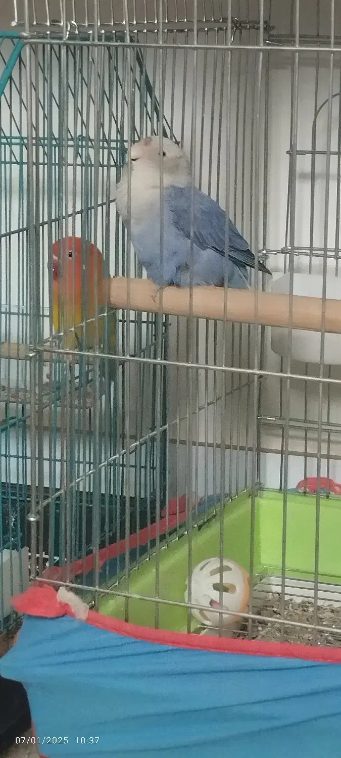 طوطی برزیلی|پرنده|بندرعباس, |دیوار