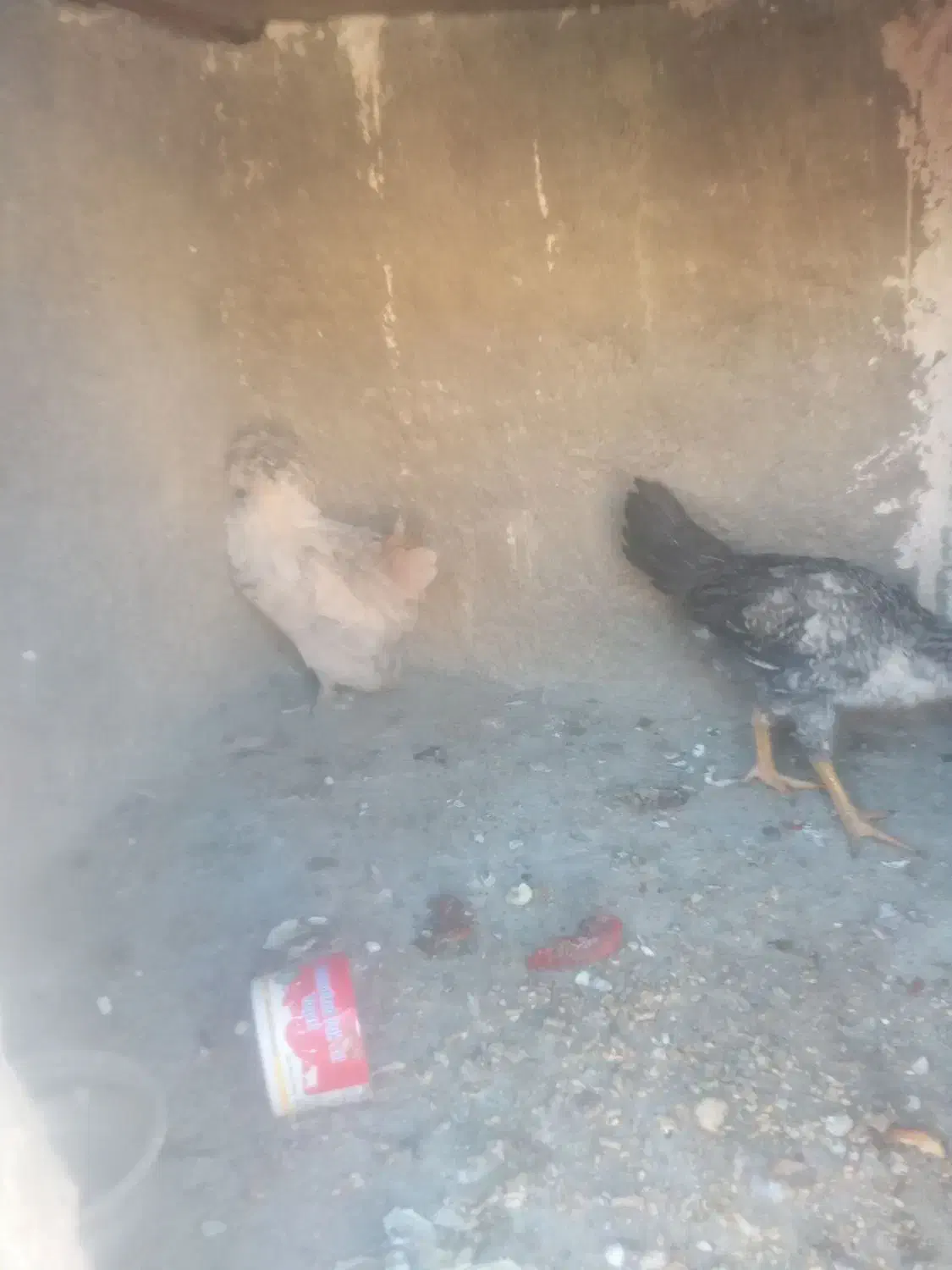 مرغ وخروس|حیوانات مزرعه|نهاوند, |دیوار