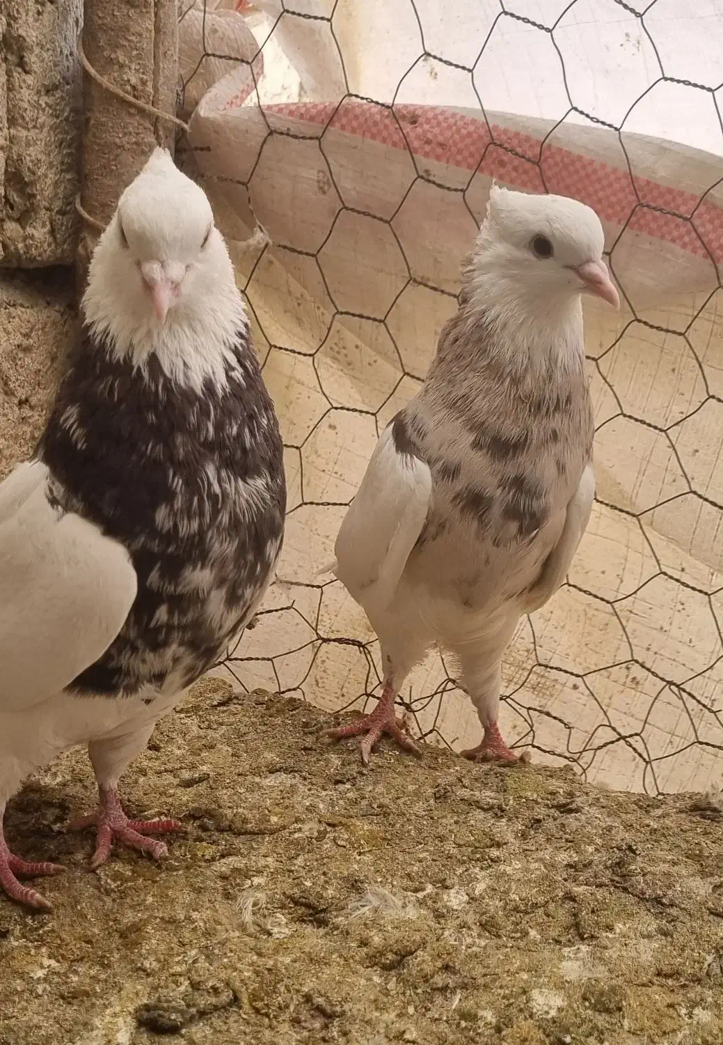 کبوتر طوقی و رنگی|پرنده|مبارکه, |دیوار