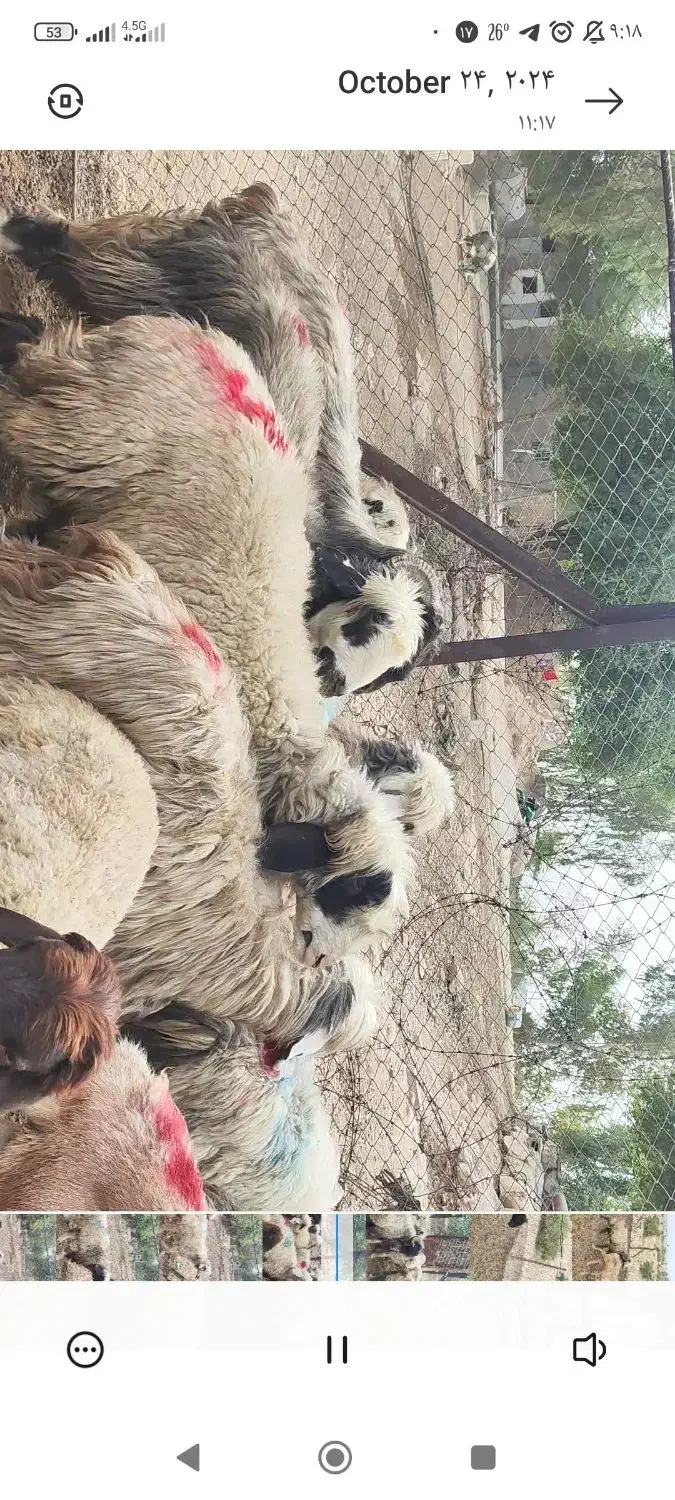 گله گوسفند میش بختیاری|حیوانات مزرعه|کرمانشاه, |دیوار