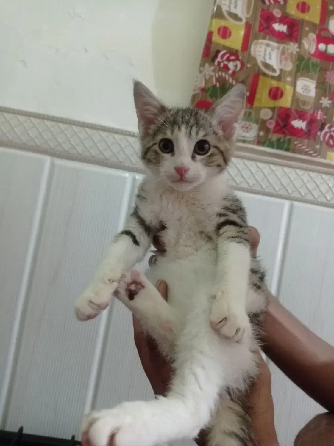 گربه خونگی خوشگل رایگان|گربه|گرگان, |دیوار