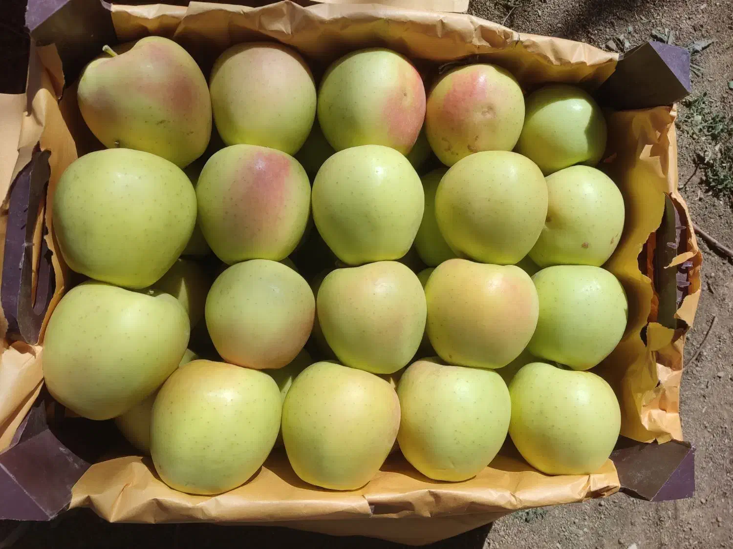 سیب سوپر لوکس|خوردنی و آشامیدنی|لاجان, |دیوار