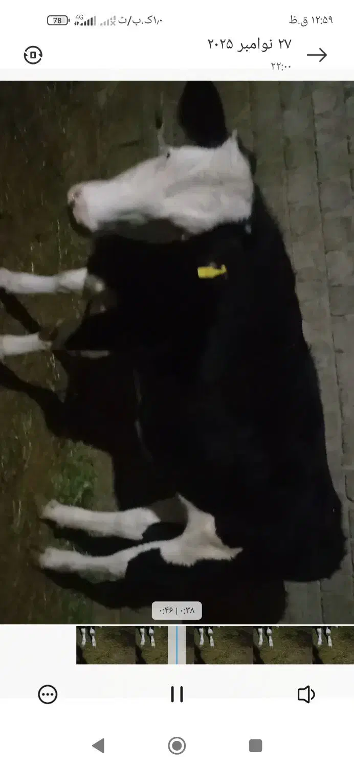 فروش‌‌نقد‌تخفیف‌جزعی‌سرمعامله|حیوانات مزرعه|مهاباد (آذربایجان غربی), |دیوار