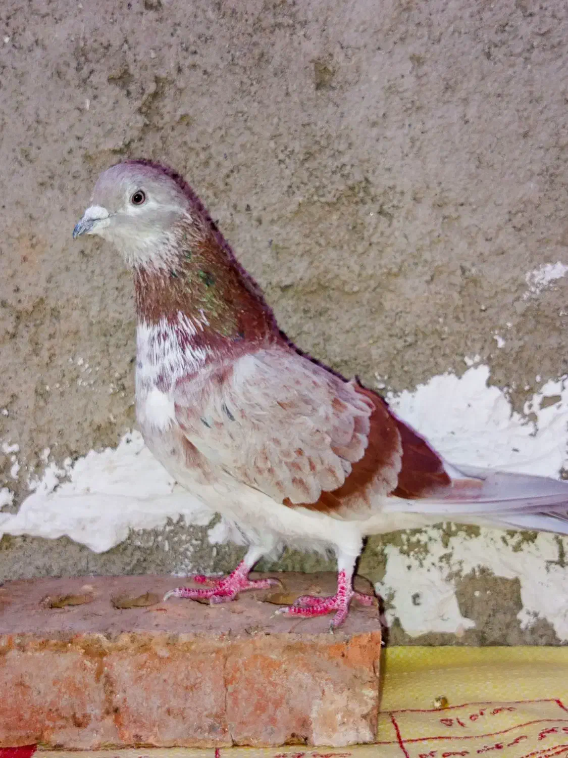 یه جفت کبوتر پرشی 7 ساعتی 8 نیم سفیده|پرنده|چالدران, |دیوار